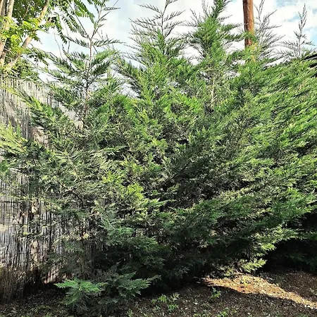 Διαμέρισμα Despina's Yard Θεσσαλονίκη
